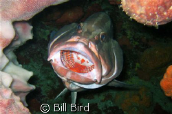 Canon S70 (7 megapixil), Canon housing, built in flash. G... by Bill Bird 